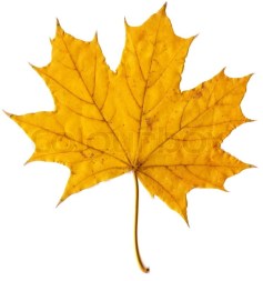 5552046-autumn-leaf-yellow-maple