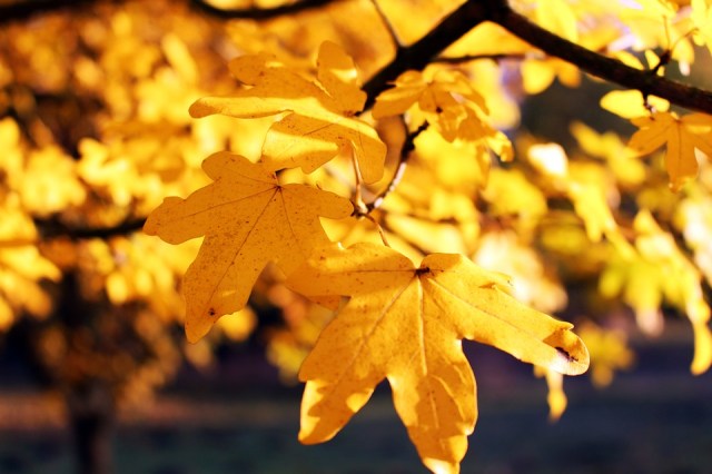 Autumn-Leaf-Time-Of-Year-Leaves-October-Nature-1876307.jpg