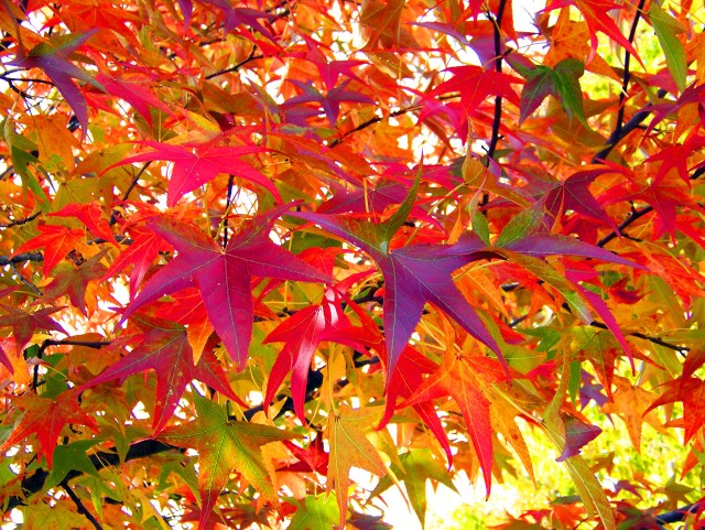autumn-leaves-13016839608be.jpg