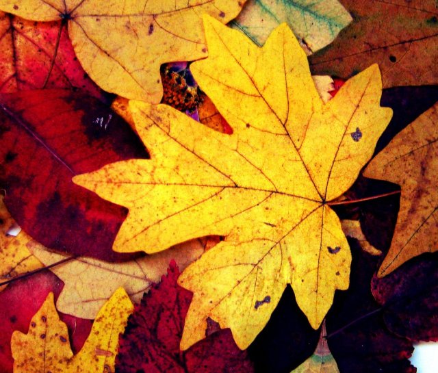 this_is_my_autumn__leaves__of_memory_by_annaarmona-d5hexz4
