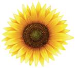 Close up sunflower with fine details illustration